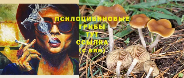 прущие грибы Корсаков